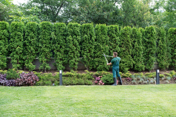 Tree Root Removal in Orion, IL